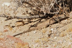 Aspidoscelis tigris tigris