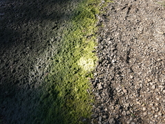 Hydrodictyon reticulatum