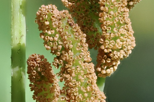 European royal fern