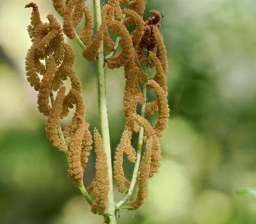 European royal fern