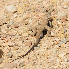 Aspidoscelis tigris tigris