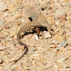 Aspidoscelis tigris tigris