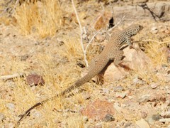 Aspidoscelis tigris tigris