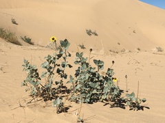 Helianthus niveus tephrodes