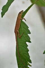 Anolis anisolepis