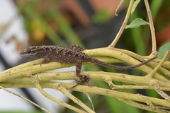 Anolis anisolepis