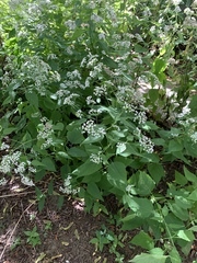 Ageratina altissima