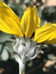Helianthus niveus tephrodes