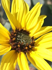 Helianthus niveus tephrodes