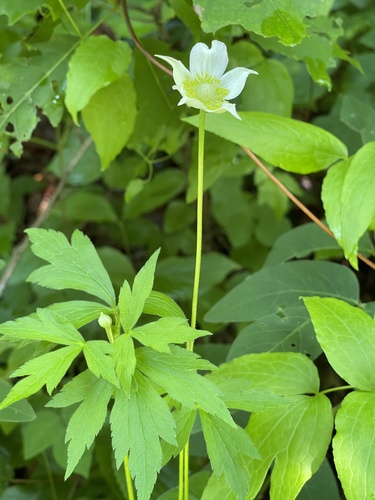 Tall anemone (Anemone virginiana)