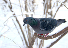 Columba livia domestica