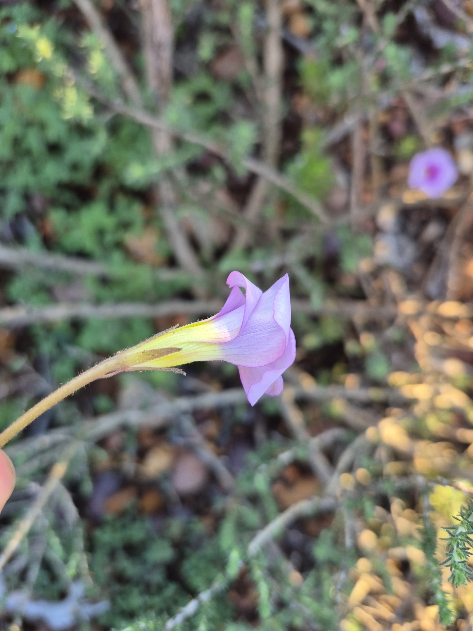 Oxalis meisneri Sond.