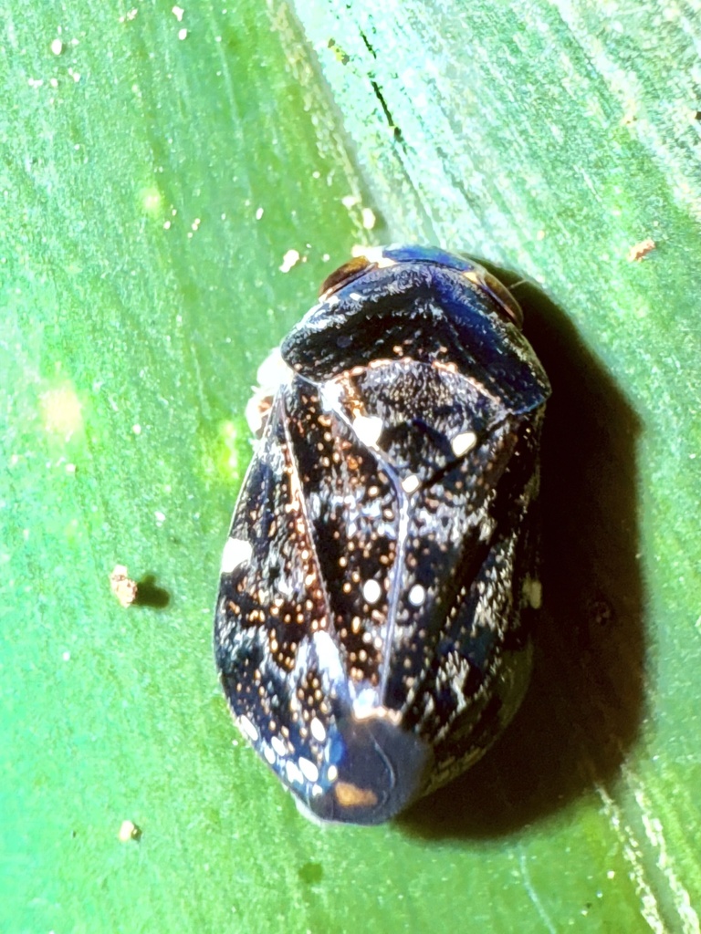 Penthimia escalerae