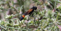 Ammophila placida