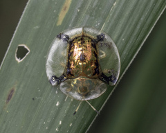 Aspidimorpha malaccana