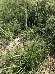 Setaria macrostachya