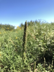 Setaria macrostachya