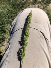 Setaria macrostachya