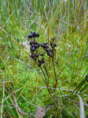 Scheuchzeria palustris