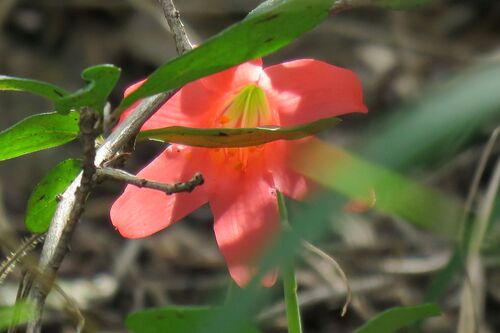 Galpins Firelily (Cyrtanthus galpinii)