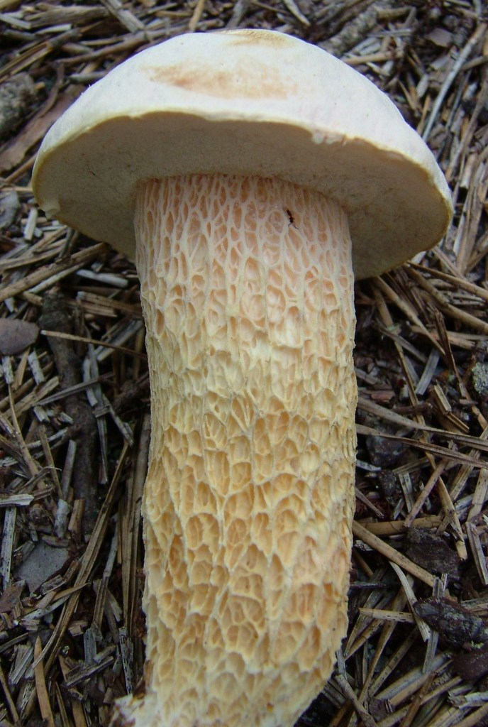 white coarsely-ribbed bolete
