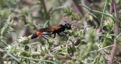 Ammophila placida