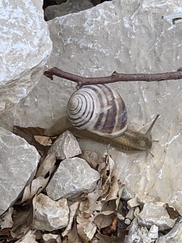 Helix secernenda
