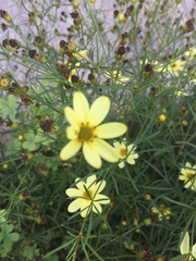 Coreopsis verticillata