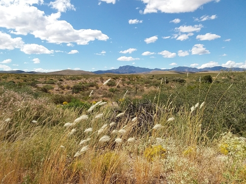 Bothriochloa barbinodis