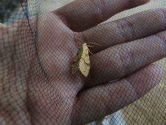 Lophocampa catenulata