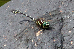 Stylurus scudderi