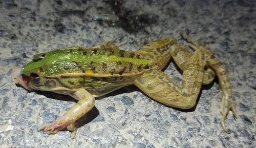 Black-spotted Frog