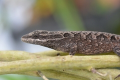 Anolis anisolepis