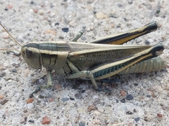 Melanoplus bivittatus