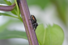 Paraphidippus