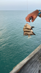 Atlantic Spadefish