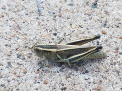 Melanoplus bivittatus