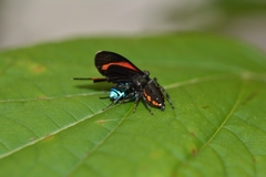 Paraphidippus