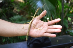 Cladoxerus