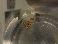 Lophocampa catenulata