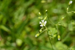 Drymaria villosa