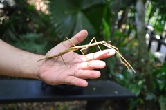 Cladoxerus
