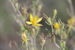 Mentzelia holmgreniorum
