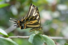 Papilio pilumnus