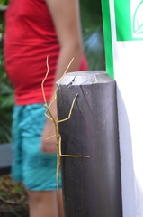 Cladoxerus