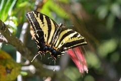 Papilio pilumnus