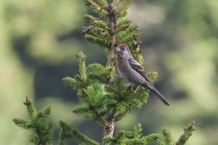 Three-Banded Rosefinch photo 4