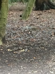 Sciurus carolinensis