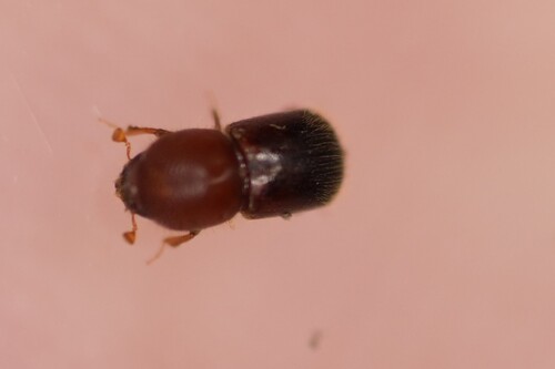 Granulate Ambrosia Beetle photo 3
