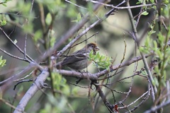 Three-Banded Rosefinch photo 5